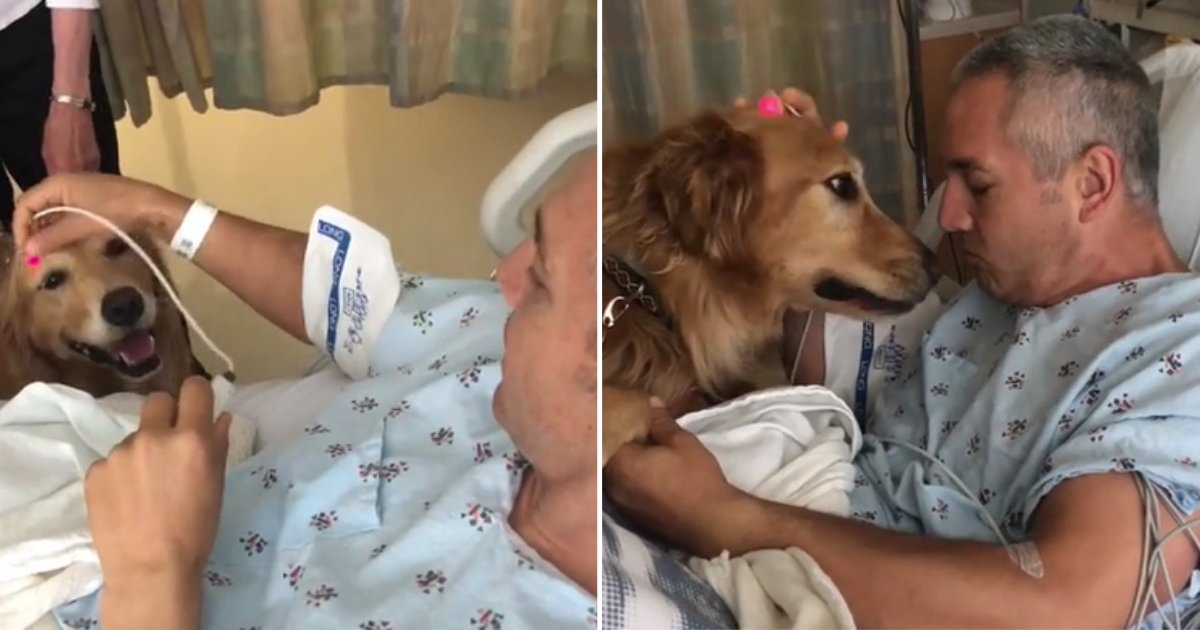 4 44.png?resize=412,275 - Des Golden Retrievers rendent visite à leur propriétaire à l'hôpital après sa chirurgie à cœur ouvert