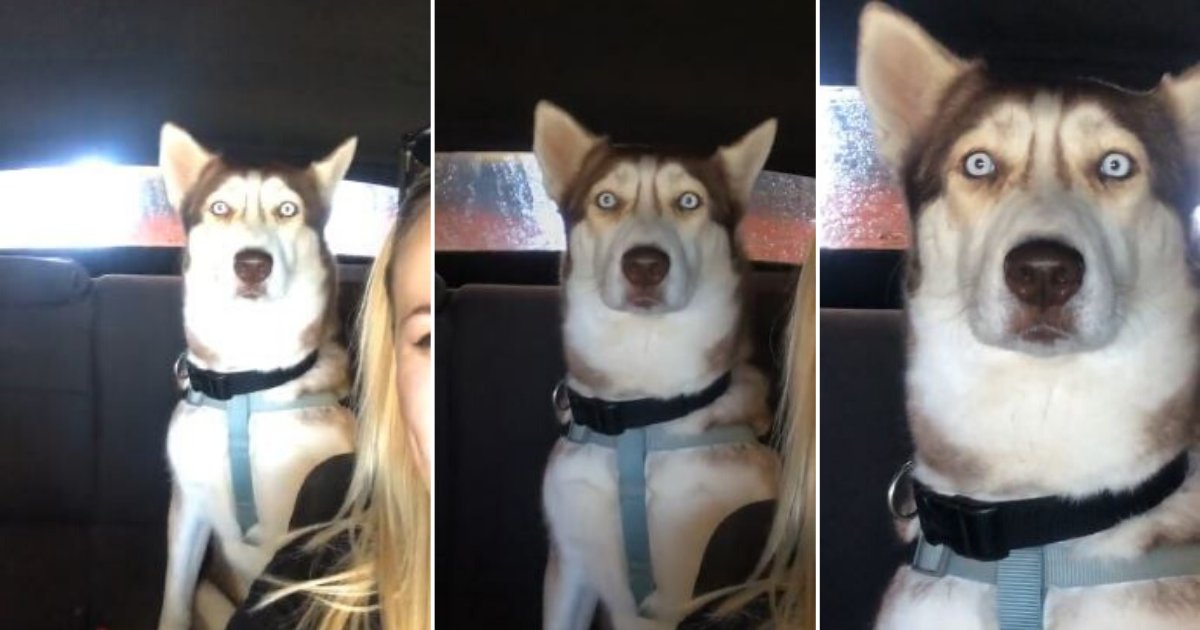 4 45.png?resize=412,232 - This Dog Is In Disbelief During Mystifying Car Wash