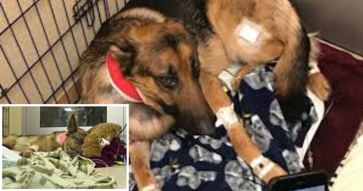 4 56.png?resize=1200,630 - Dog Gets Shot Four Times To Save His Teenage Owner From Burglars