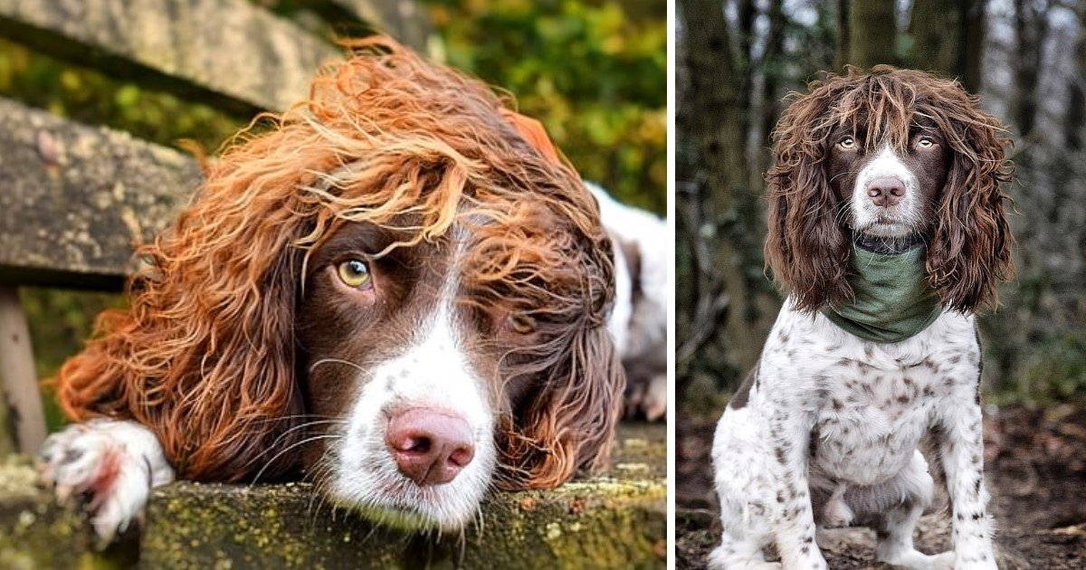 4 84.jpg?resize=1200,630 - Springer Spaniel With 'Rockstar' Curly Hair Gained Thousands Of Followers With Offers To Promote Businesses