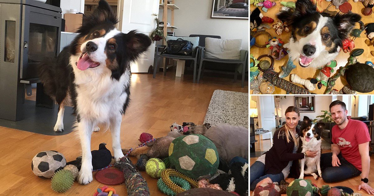 4 94.jpg?resize=412,275 - Six-Year-Old Border Collie Learned The Names Of 90 Toys, And She Could Identify Them On Command