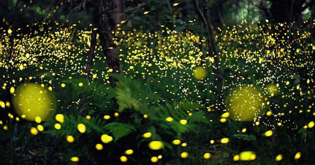 Fireflies Risk Extinction from Habitat Loss, Pesticides and Artificial ...