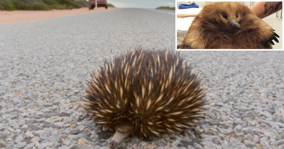 5 15.png?resize=1200,630 - This Echidna Is So Large It Survived Being Hit By A Moving Vehicle