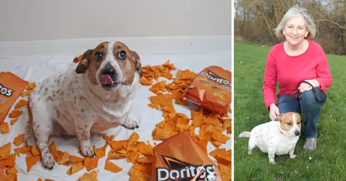 5 35.jpg?resize=412,232 - A Dog's Weight Doubled After Eating Doritos As Owner Couldn’t Say No To The Puppy-Dog Eyes