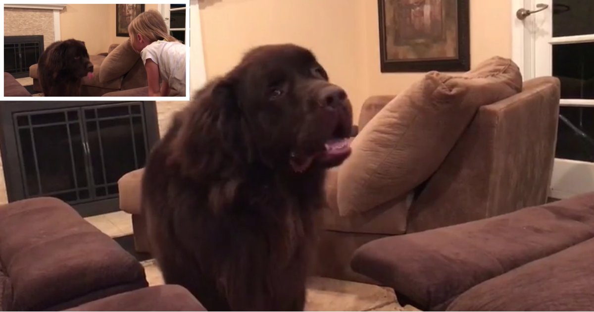 5 35.png?resize=1200,630 - Owner Handles His Giant Newfie's Tantrum Perfectly