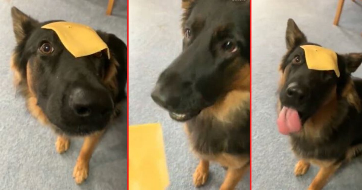 5 38.png?resize=412,275 - “Cheesed Challenge” Sends Dog into Hilarious Frozen State 