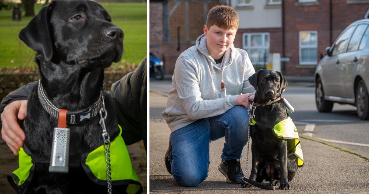 5 39.jpg?resize=412,275 - Labrador From The UK Became The First Dog To Help Fight Air Pollution