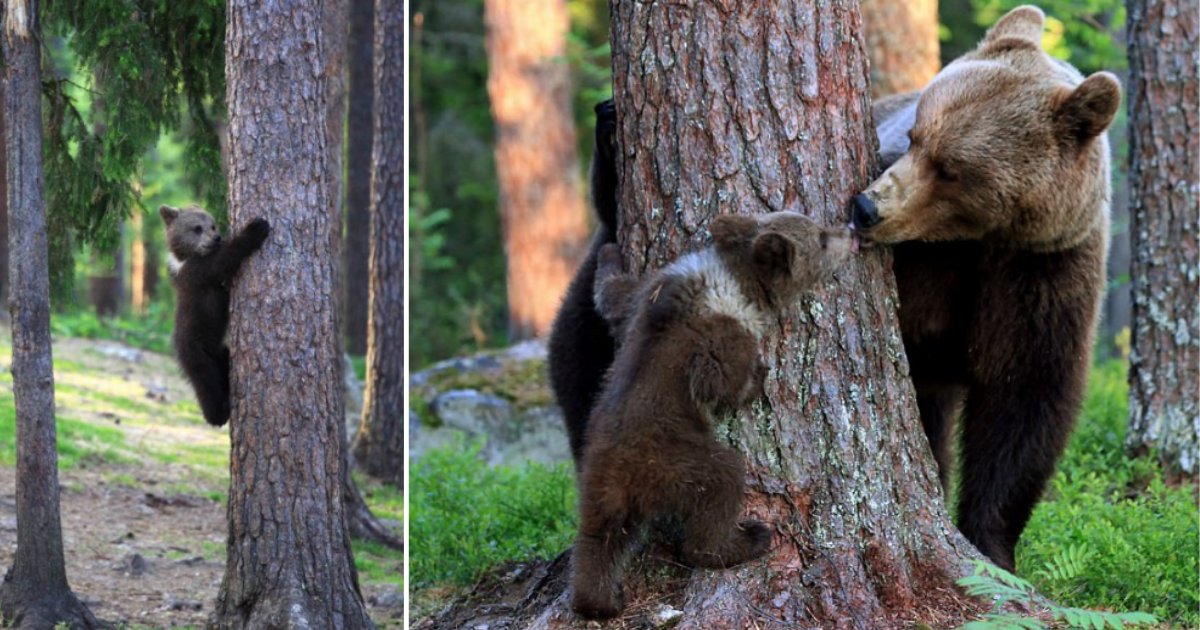 5 50.png?resize=412,275 - Bear Cubs Danced and Enjoyed Themselves in The Finish Forest