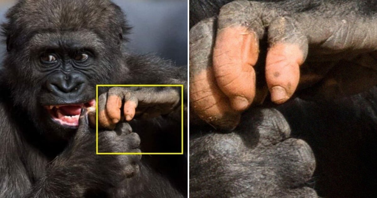 5 6.png?resize=1200,630 - Here is A Gorilla With Human Hands