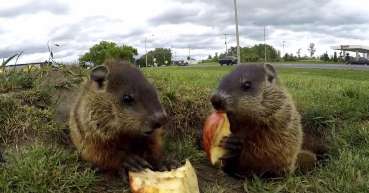 5 60.jpg?fit=1024%2C538&ssl=1&strip=all - A Pair Of Adorable Groundhogs Happily Munched On Apple Slices While Enjoying The Sunlight