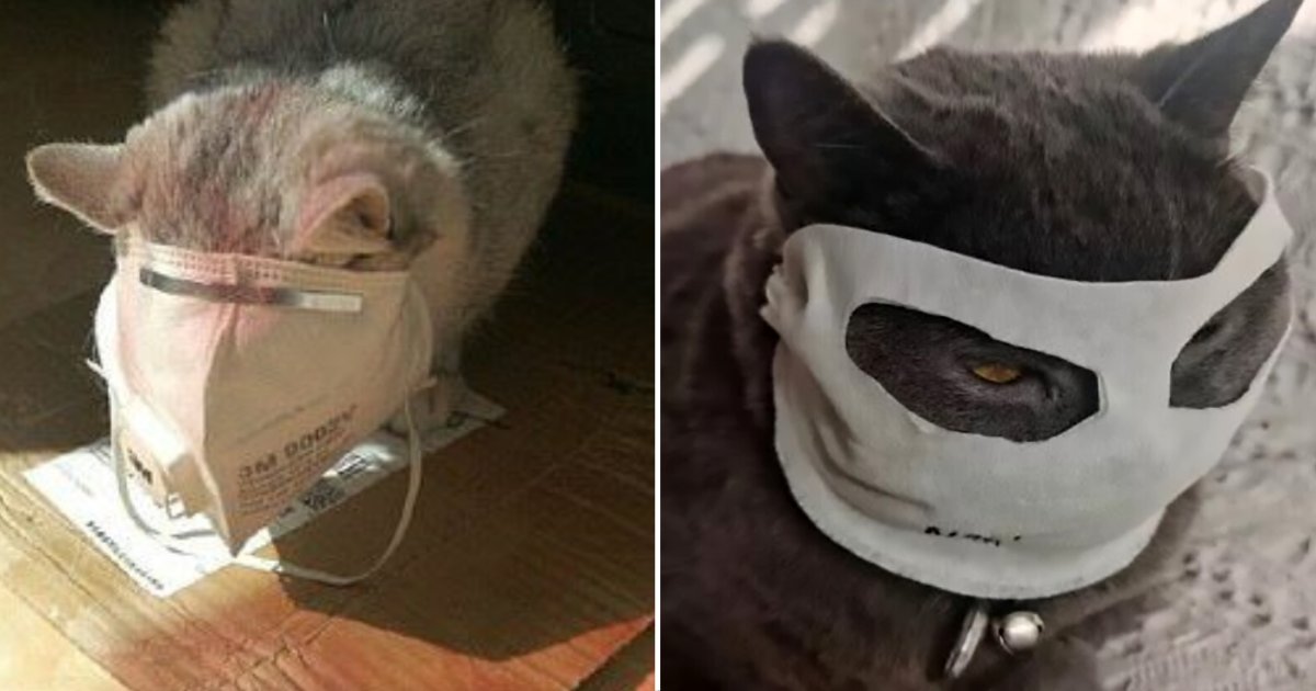 6 25.png?fit=1024%2C538&ssl=1&strip=all - Cat Seen Wearing A Human Mask With Eye Holes for Protection From Coronavirus