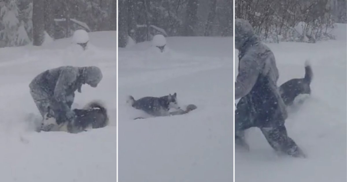 6 26.png?resize=1200,630 - Adorable Husky Knows Exactly What To Do When His Owner Falls In the Snow