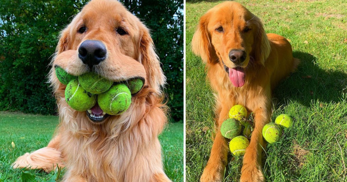 6 29.png?resize=1200,630 - Dog’s Obsession With Tennis Balls Brings Him To The World Record Stage