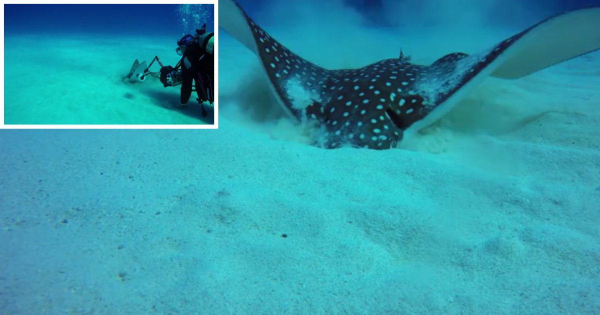6 36.png?resize=1200,630 - Photographer Came Face-To-Face With A Spotted Eagle Ray And Captured Its Close-Ups