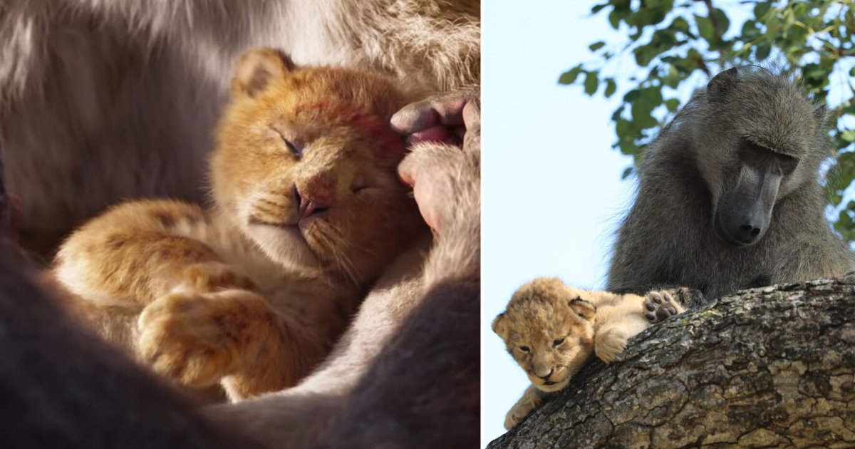 6 9.png?fit=1024%2C538&ssl=1&strip=all - Real Life Simba and Rafiki Captured In Rare Natural Photograph