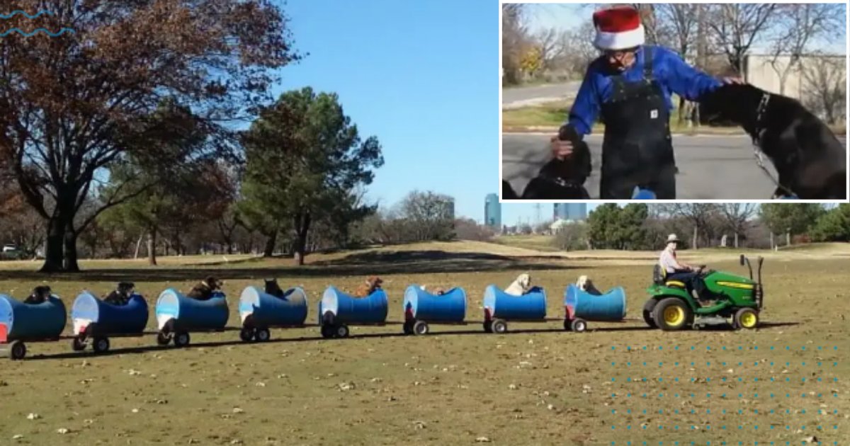 7 13.png?resize=412,275 - This Man Is On A Happy Adventure To Save Stray Dogs