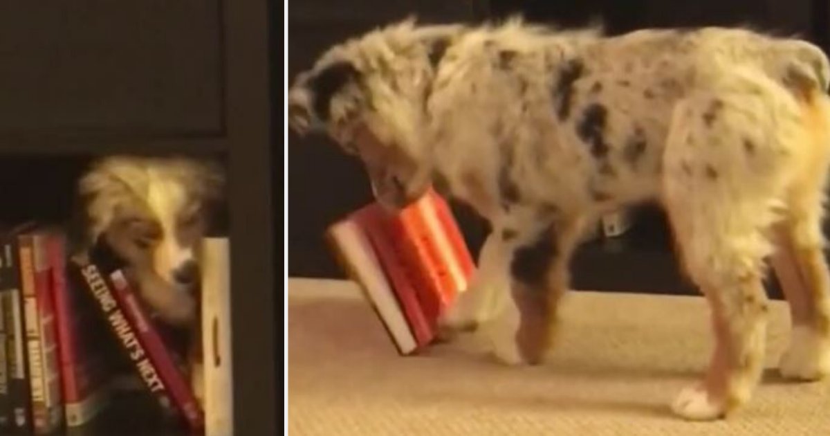 7 18.png?resize=1200,630 - Adorable Aussie Shepherd Struggled to Pull Book Off the Shelf 