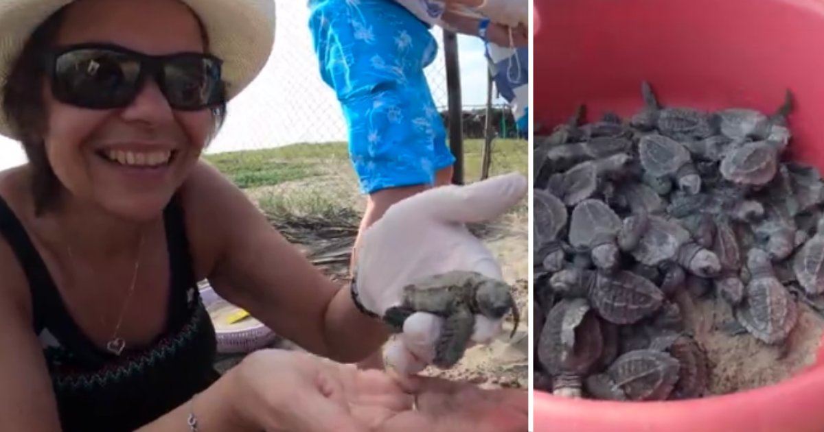 8 10.png?resize=1200,630 - This Woman Has A Thing For Baby Turtles, Helps Them Stay Safe