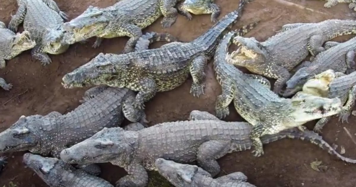 9 10.png?resize=412,275 - Crocodiles Enjoy Feeding Time Demonstrating Their Powerful Jaws