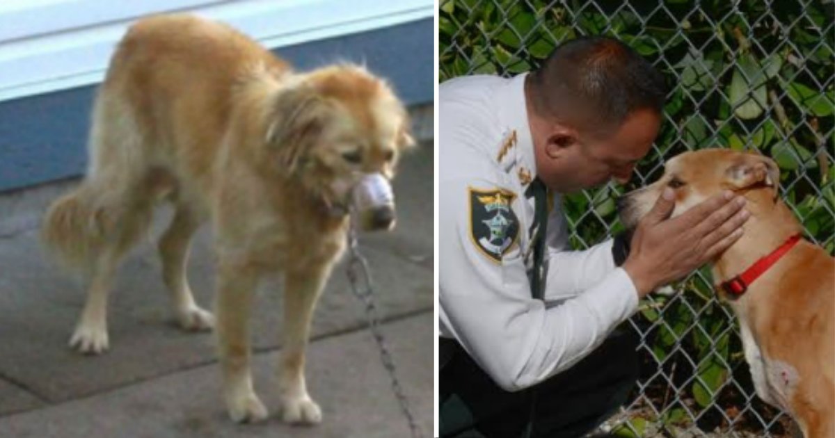 9.png?resize=412,275 - Cruel Dog Owners Had Their Golden Retriever Chained With His Mouth Locked With Duct Tape