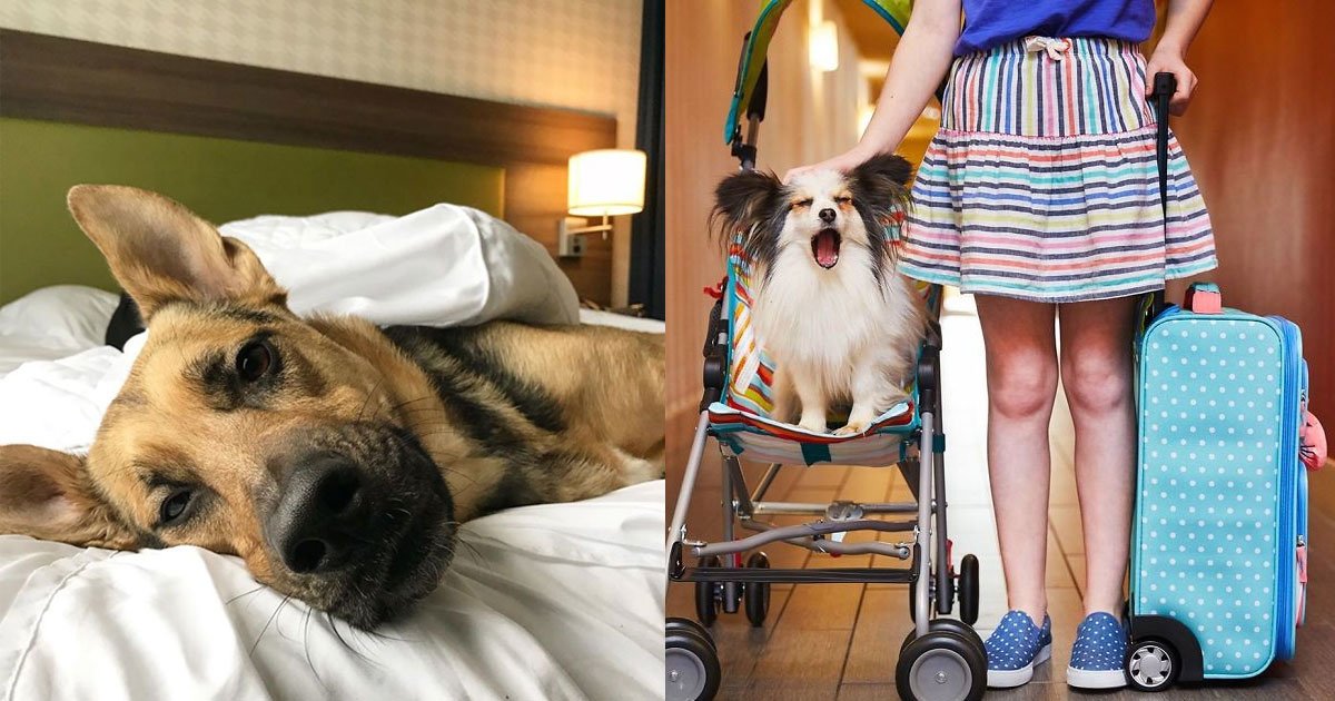 a hotel in mississippi allow guests to adopt dogs during their stay.jpg?resize=412,232 - A Hotel In Mississippi Allow Guests To Adopt Dogs During Their Stay