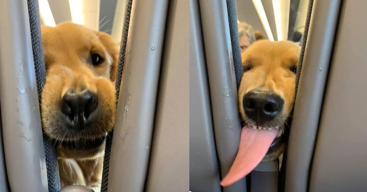 a puppy got bored on a long flight and decided to entertain his fellow passengers with his antics.jpg?resize=412,275 - Un chiot qui s'ennuie durant un long vol décide de divertir ses compagnons de voyage avec ses pitreries