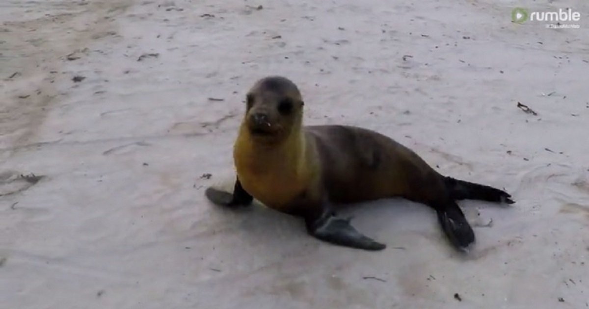 a3 1.jpg?resize=412,275 - A Sea Lion Who Wanted More Personal Space Told A Tourist To Back Off