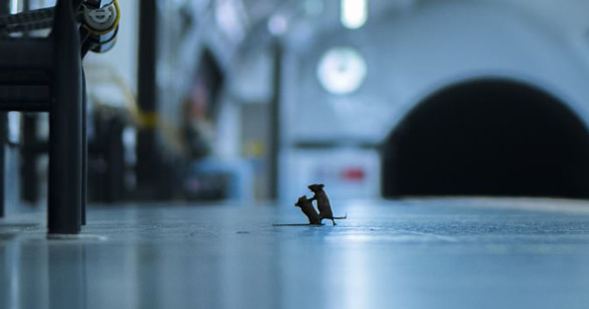 amazing photo.png?resize=1200,630 - Photographer's Masterpiece Of Two Mice Fighting On Tube Platform Won Natural History Museum's Wildlife Photographer Of The Year