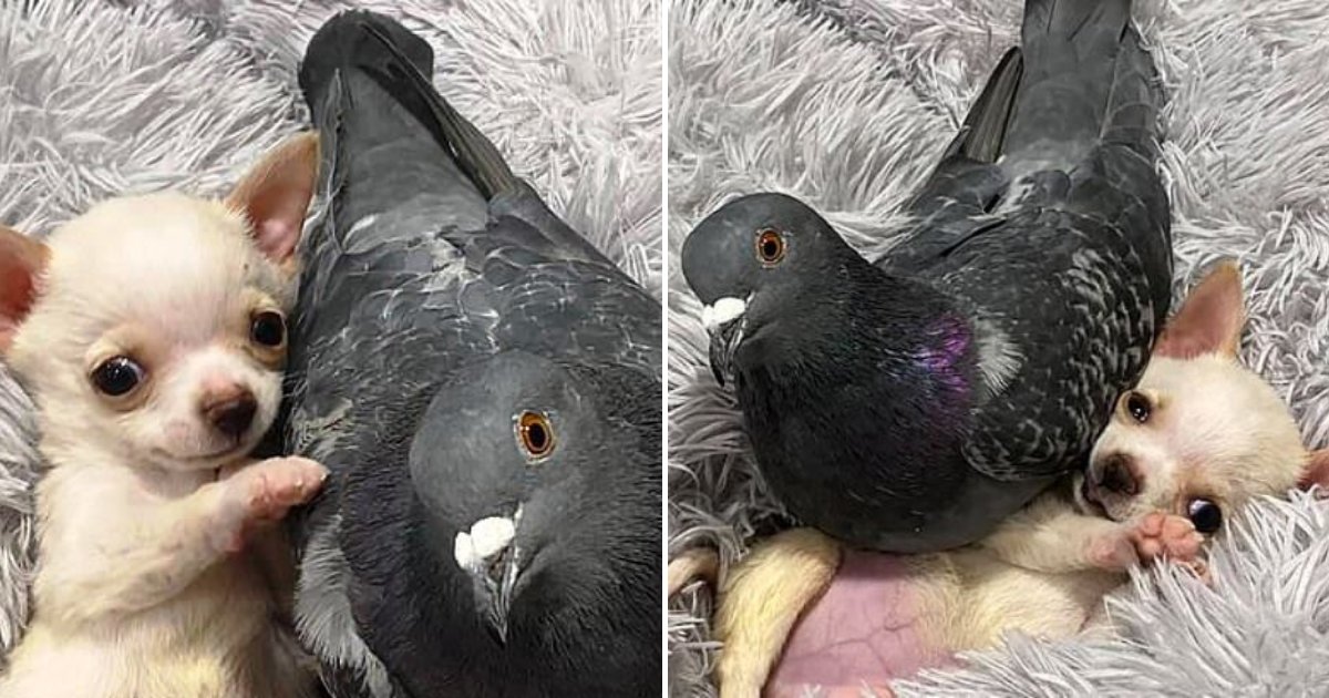 animals6.png?resize=1200,630 - Flightless Pigeon Befriended Chihuahua Who Can't Walk At Animal Rescue Center