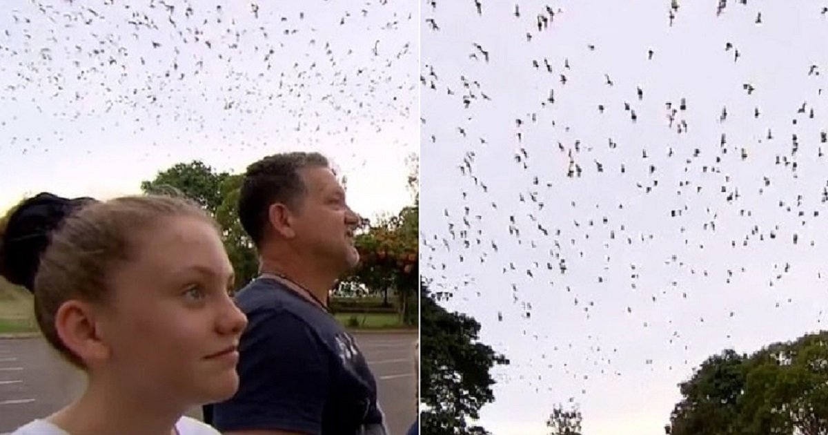 b3 1.jpg?resize=1200,630 - Residents Of A Small Town In Australia Were Left Frustrated With The Swarm Of More Than 300,000 Bats