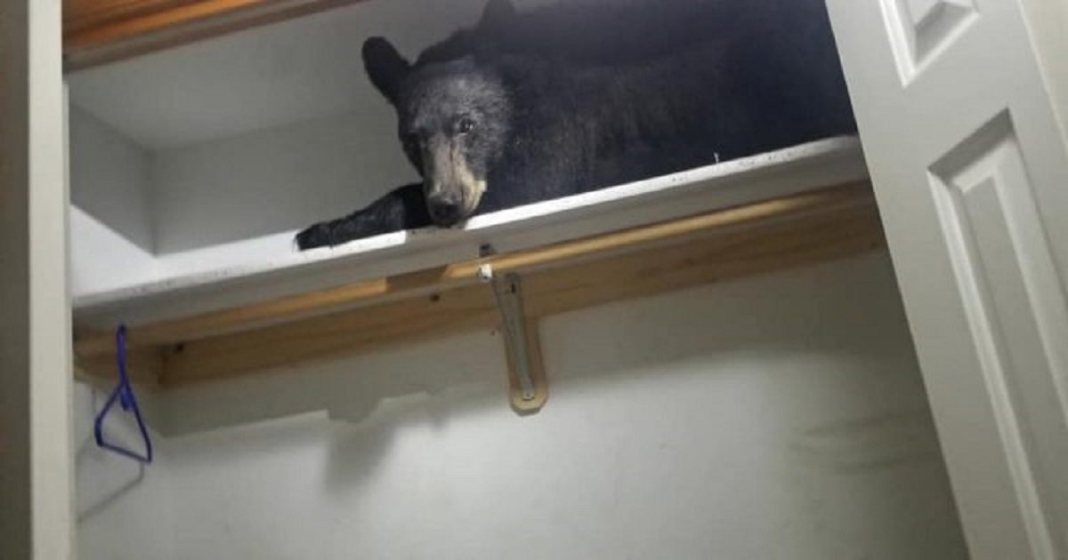 b3 10.jpg?resize=1200,630 - Wild Bear Came Into A Family's Home And Decided To Sleep In Their Closet