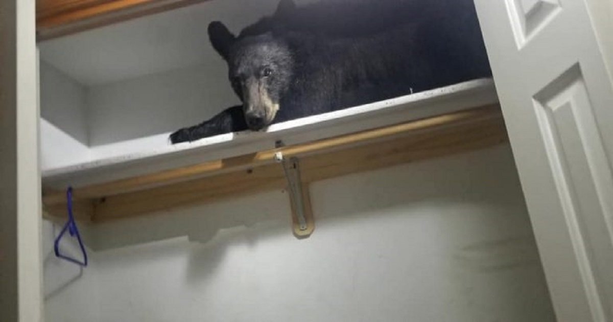 b3 10.jpg?resize=412,275 - Wild Bear Came Into A Family's Home And Decided To Sleep In Their Closet