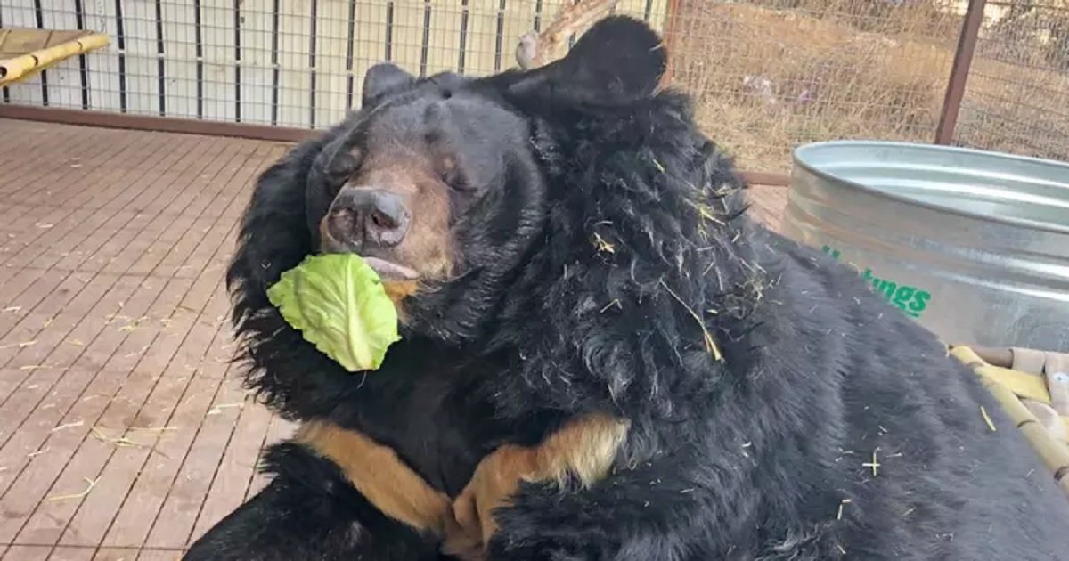 b3 13.jpg?resize=1200,630 - Obese Asiatic Bear Has Been Put On A Diet Following Rescue From An Unhealthy Life