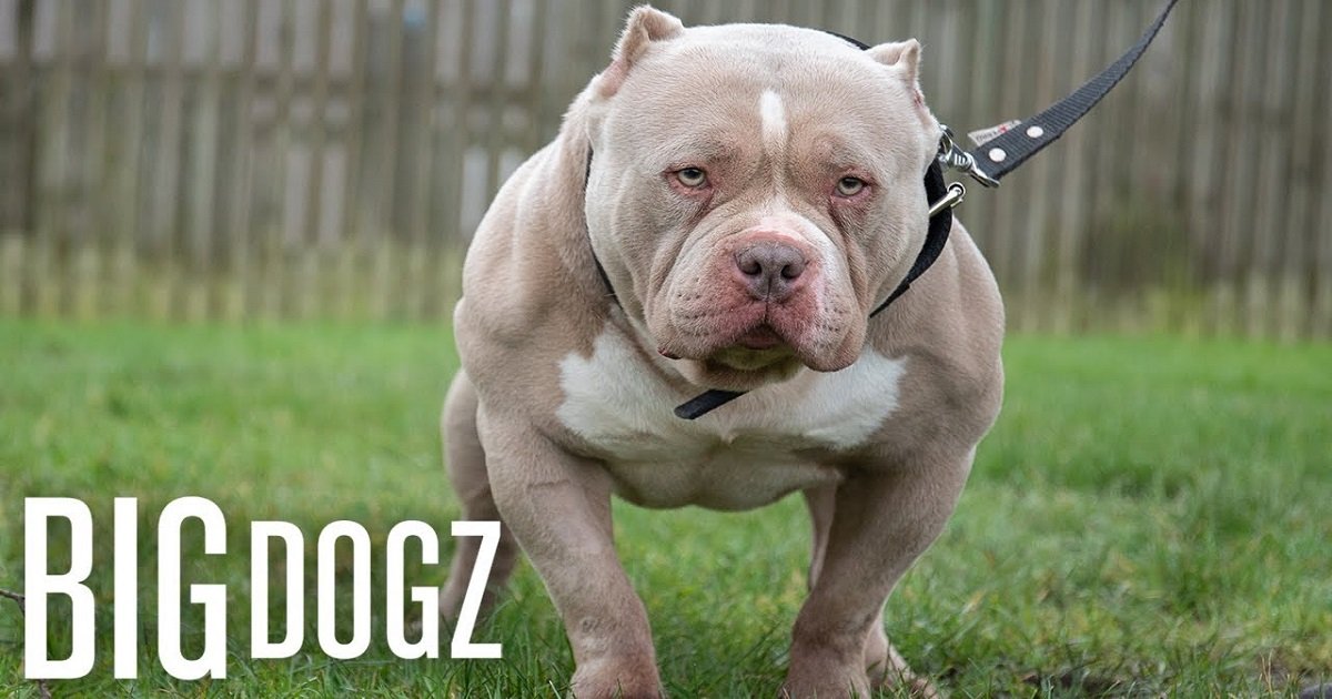 b3 7.jpg?resize=1200,630 - Dios The American Bully Is Built Like A Bodybuilder But Is An Angel At Heart