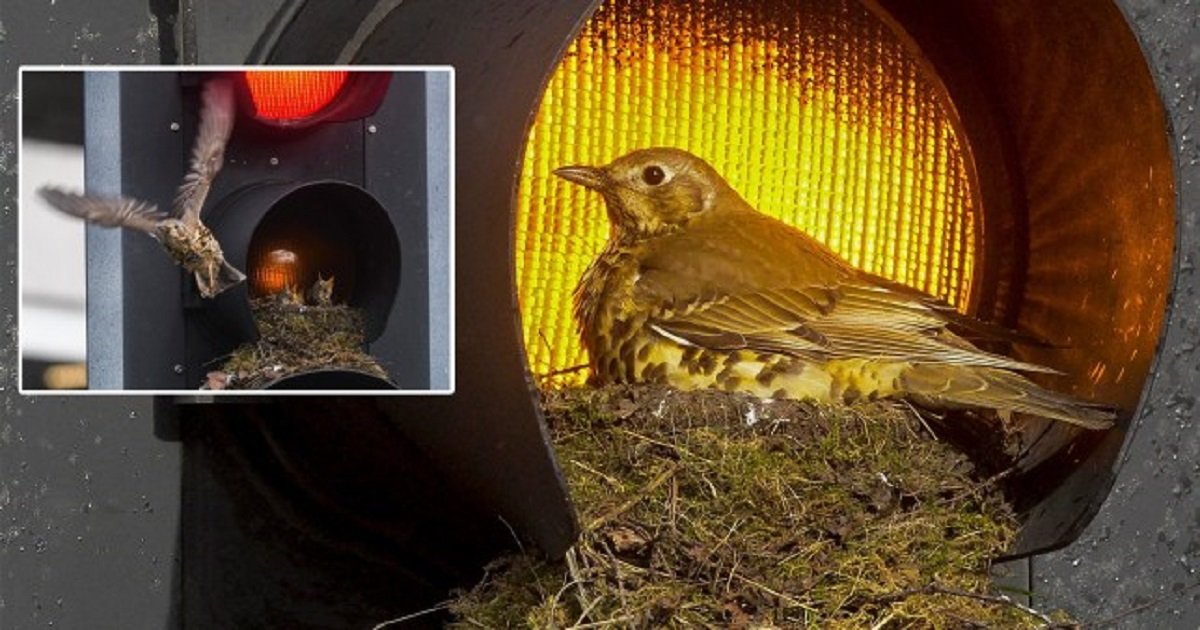 b3 8.jpg?resize=412,275 - Endangered Birds Decided To Build A Nest On A Traffic Light