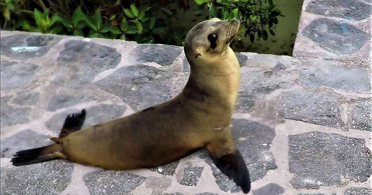 bb10aagp 1.jpg?resize=412,275 - Adorable Video Of A Baby Sea Lion Enjoying A Stroll On The Sidewalk Near The Shore