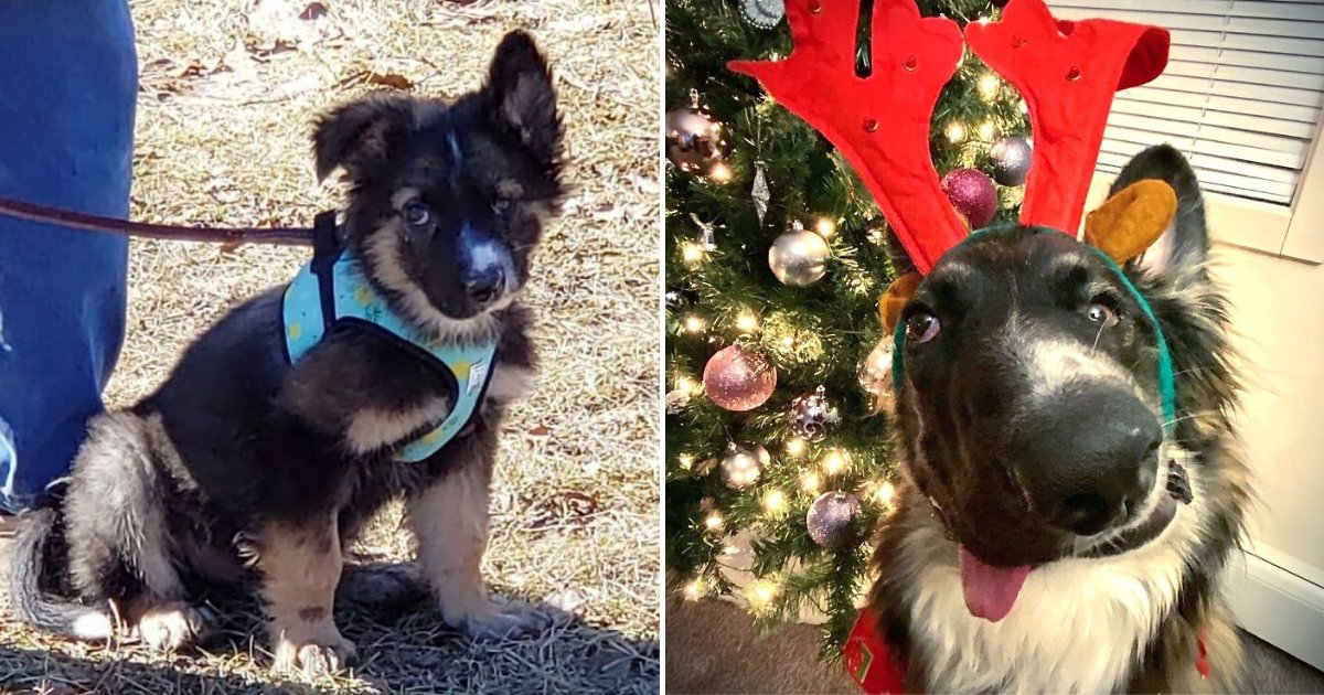 brodie6.png?resize=412,275 - Loving Dog Left With Wonky Face After Mother Attacked Him Finally Found Forever Home