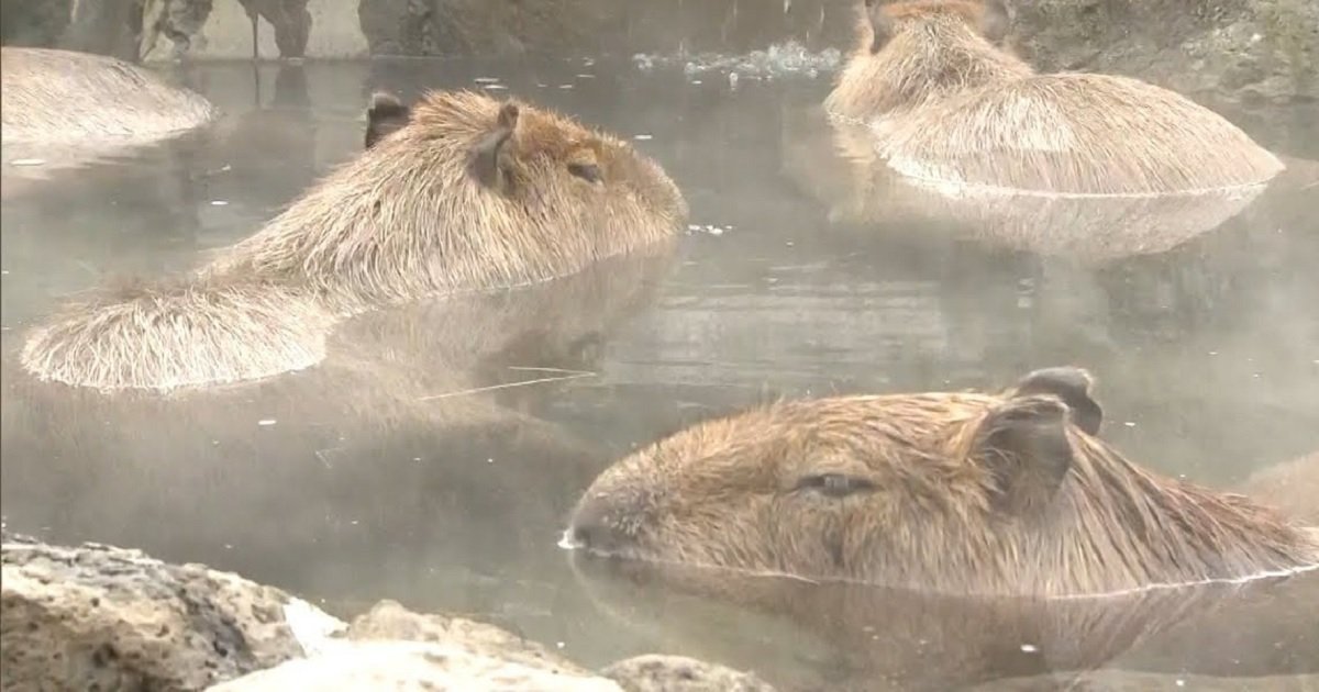 c3 2.jpg?resize=1200,630 - Bathing Capybaras Are The Star Attractions At Zoos In Japan This Year