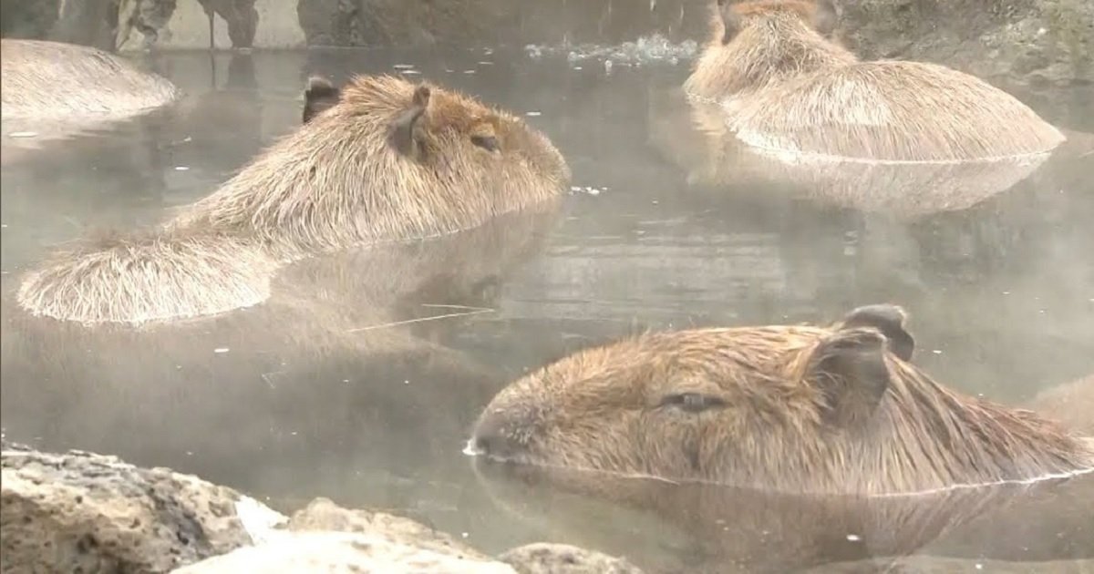 c3 2.jpg?resize=412,275 - Bathing Capybaras Are The Star Attractions At Zoos In Japan This Year