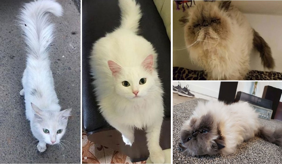 cats.png?resize=1200,630 - Voici de jolies photos montrant des chatons "Avant et Après" leur adoption !