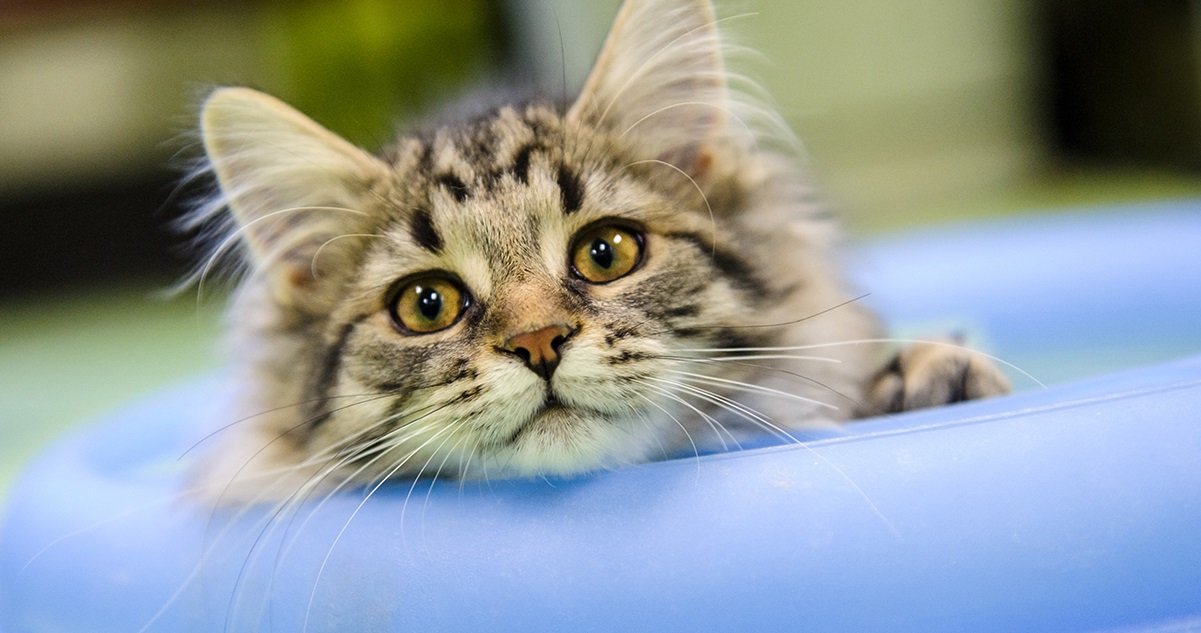 chat2.jpg?resize=412,275 - Ronron-thérapie: Quels sont les effets des chats sur notre santé ?