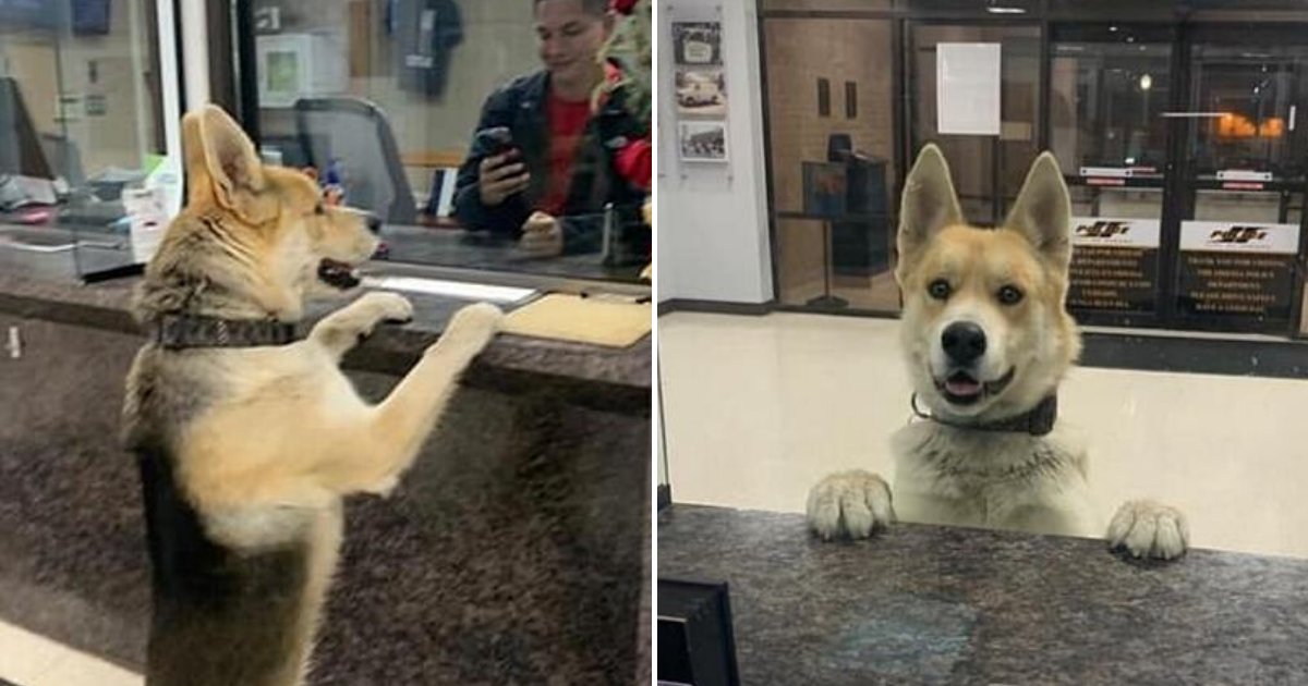 chico6.png?resize=412,275 - Lost Dog Adorably Reported Himself Missing At A Local Police Station