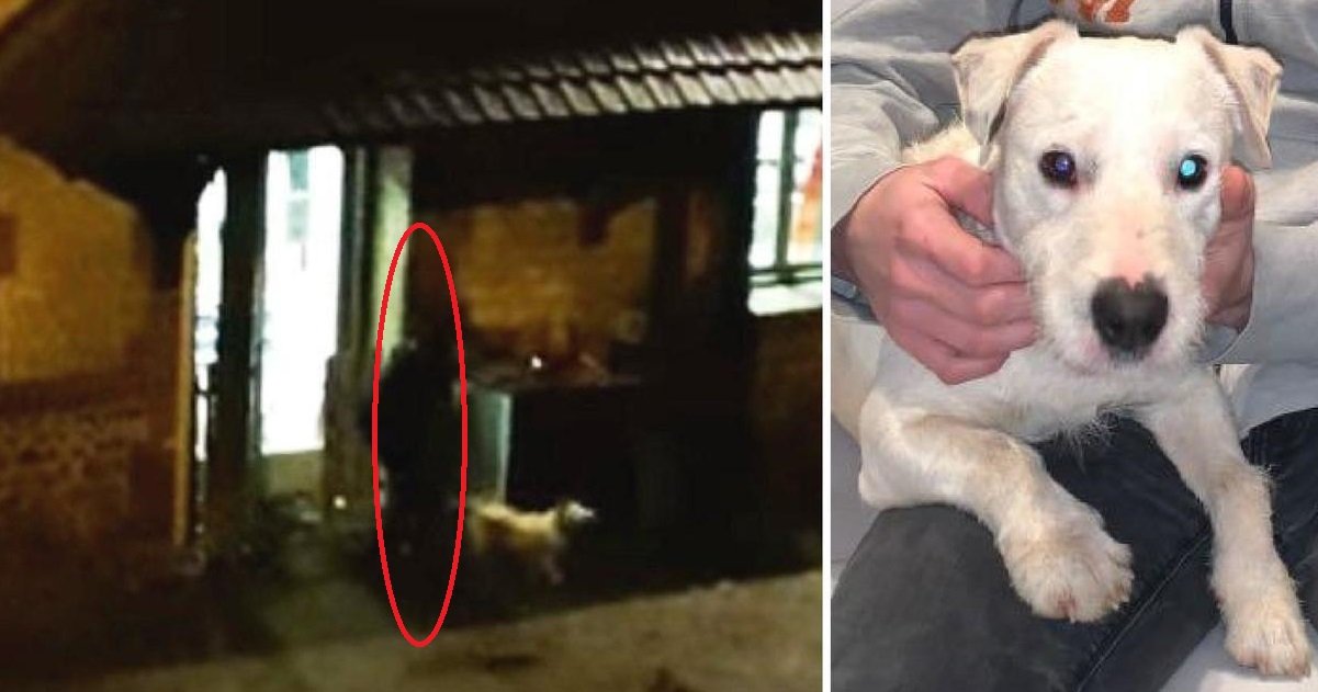 cleps.jpg?resize=1200,630 - Horreur dans l'Eure: Un vétérinaire a été filmé en train de battre un chien dans son cabinet