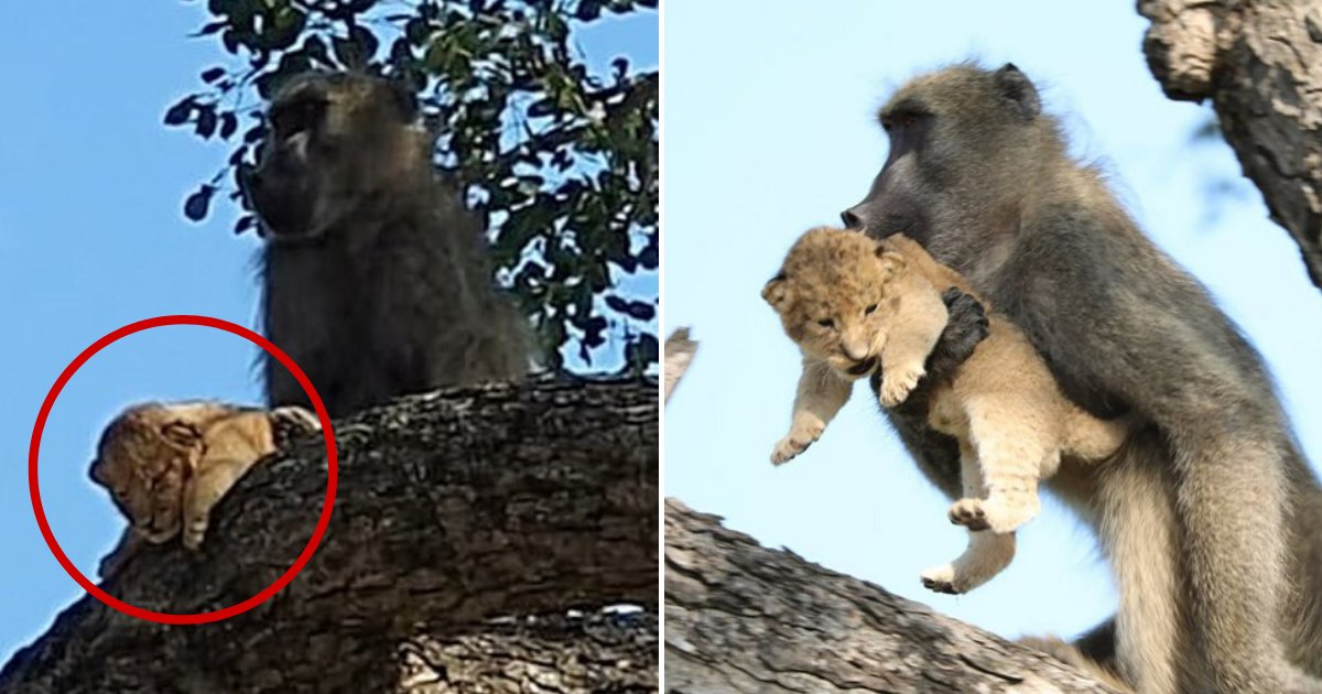 cub6.png?resize=412,275 - A Baboon Stole A Lion Cub From Its Pride Before Taking It Into Treetops To Groom It