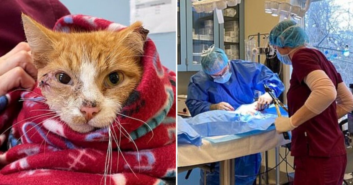 cupid6.png?resize=1200,630 - Young Cat Miraculously Survived After Thugs Targeted Him With An Arrow