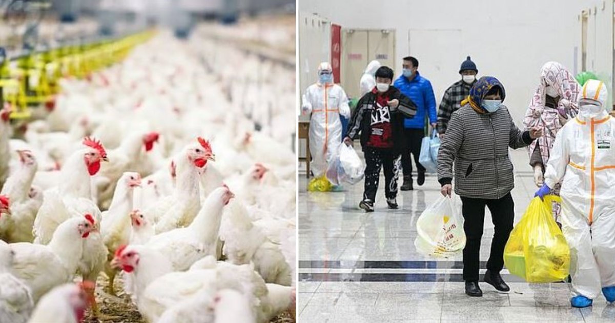 d1 3.png?resize=412,275 - After Coronavirus, Now China is Also Under The Threat of Bird Flu