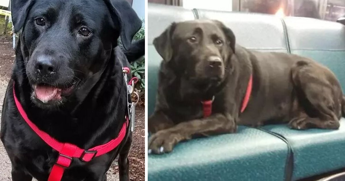 d1 5.png?resize=412,275 - Dog Takes Itself On A Bus To Visit Dog Park Daily to Get Exercise