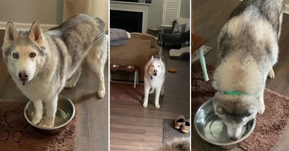 d1.png?resize=1200,630 - Zeus The Siberian Husky is Dissatisfied By His Parents And Demands Water Refill