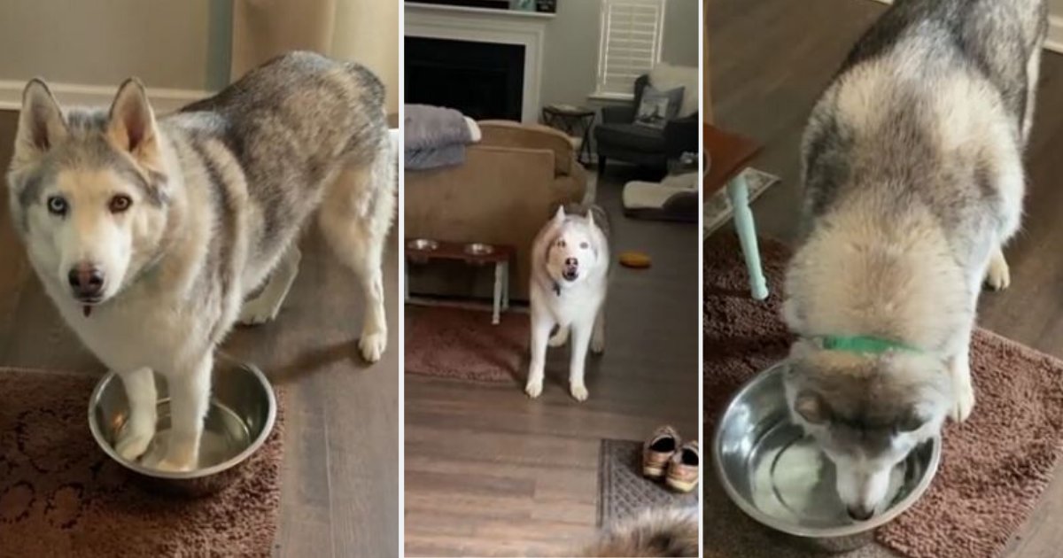 d1.png?resize=412,232 - Zeus The Siberian Husky is Dissatisfied By His Parents And Demands Water Refill