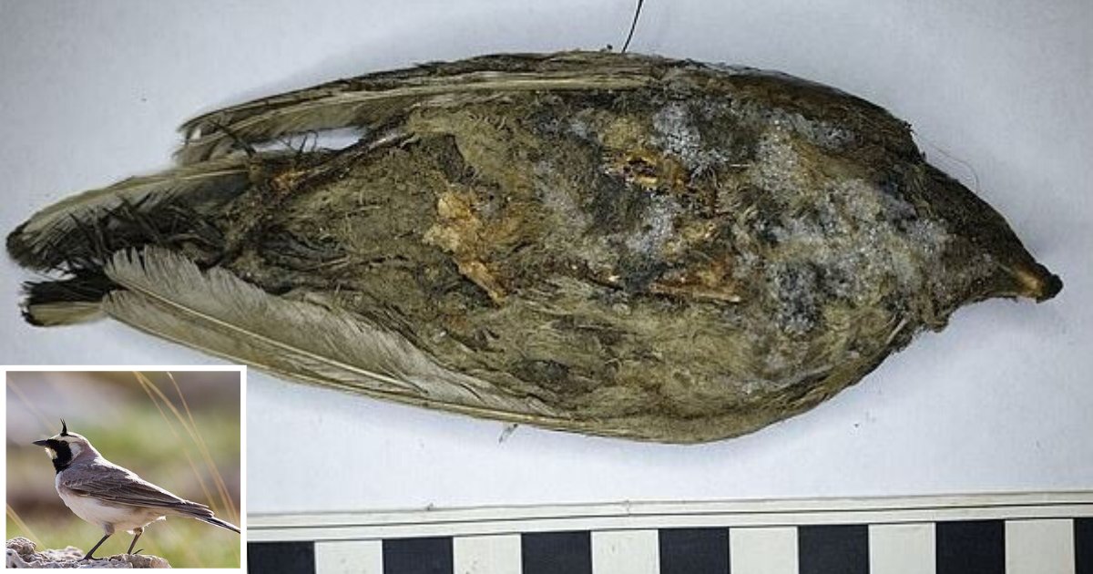 d2 6.png?resize=1200,630 - This Frozen Bird Found Was Assumed to Have Died a Day Back But it was Actually 46,000 Years Old